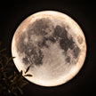 Full Moon LED Wall Lamp